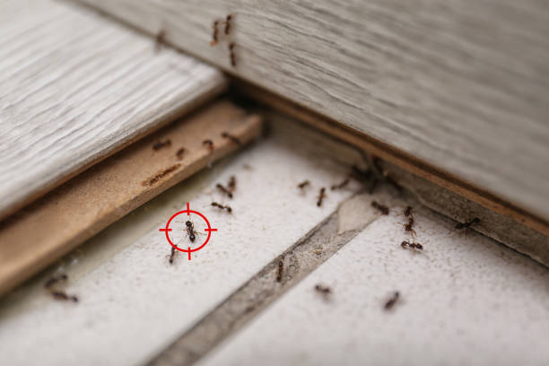 Best Termite Control Services  in Ellisburg, NJ