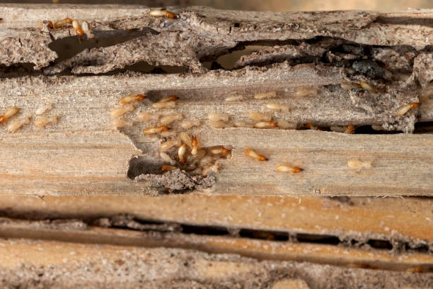 Best Wasp Removal Services  in Ellisburg, NJ