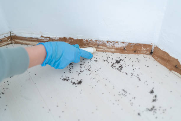 Best Termite Control Services  in Ellisburg, NJ
